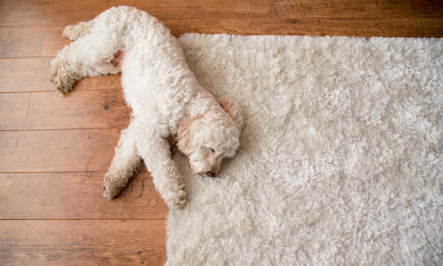 Rug Maintenance for Pet Owners